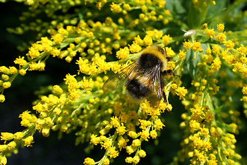 Image showing Bumblebee Bombus magnus in Solidago Flowers