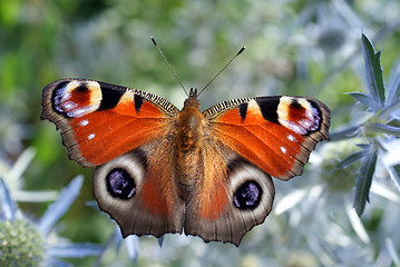 Image showing Peacock Butterfly, Inachis io