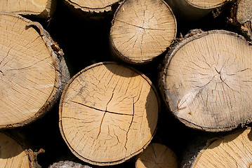 Image showing Birch Logs Background, Horizontal View