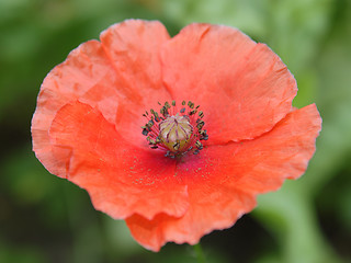 Image showing Red poppy in the garden