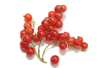 Image showing Clusters of ripe red currant isolated on white