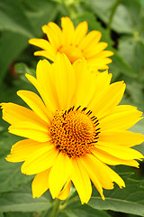 Image showing Two yellow arnica flowers