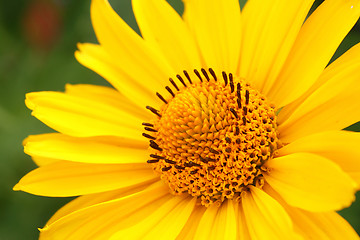 Image showing Closeup of yellow arnica flower