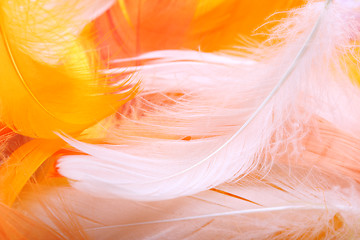 Image showing Colored feathers