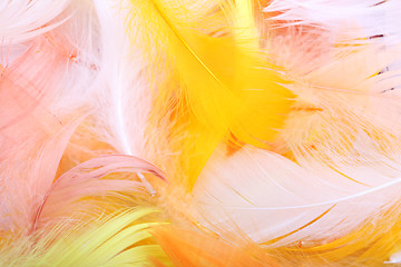 Image showing Colored feathers