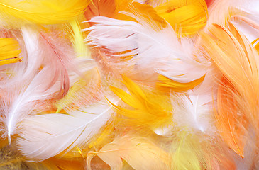 Image showing Colored feathers