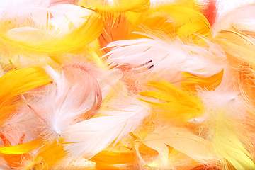 Image showing Colored feathers