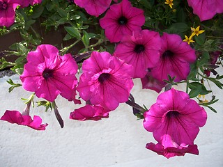 Image showing Petunia on a white background