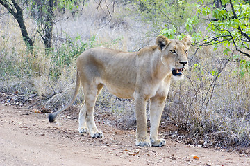 Image showing African Lion