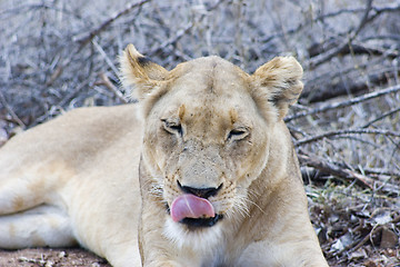 Image showing African Lion