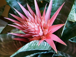 Image showing Exotic blossom  