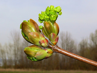 Image showing Bud in the spring   