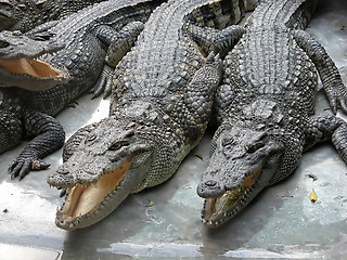 Image showing Crocodile    