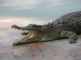 Image showing Crocodile   