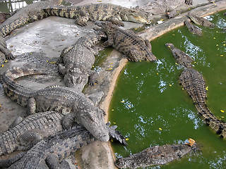 Image showing Crocodile  