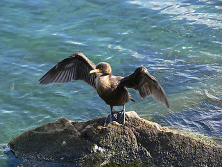 Image showing Cormorant    