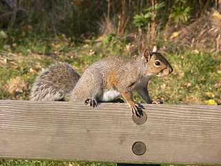 Image showing Squirrel on the park bench.  