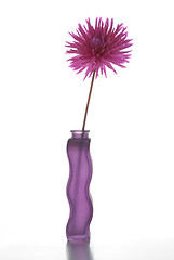 Image showing Single purple dalia flower