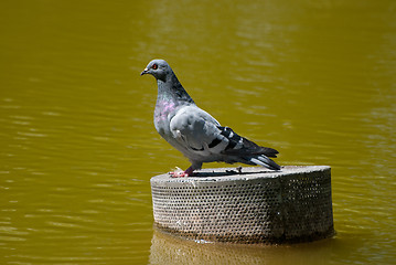 Image showing Grey pigeon