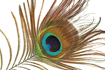 Image showing peacock