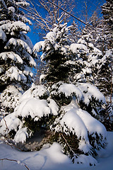 Image showing snowcovered