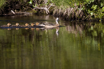 Image showing pintail