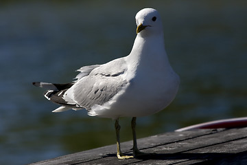 Image showing seagull