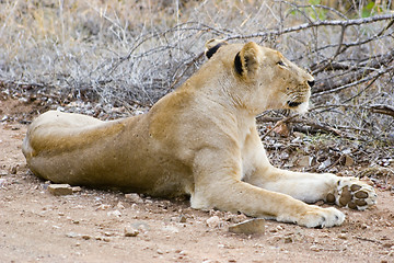 Image showing African Lion