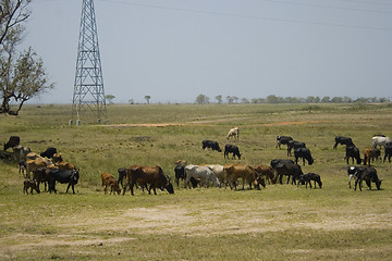 Image showing Cattle Mozambique