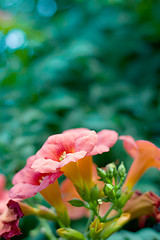 Image showing orange flowers 