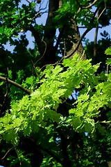 Image showing oak tree