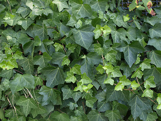 Image showing Ivy