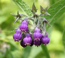 Image showing Comfrey