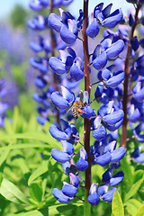 Image showing Flower and bee