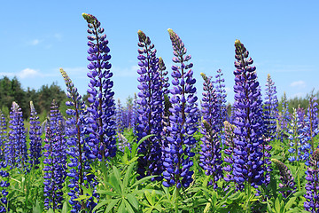 Image showing Lupin