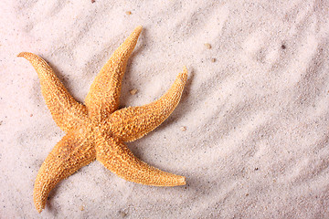 Image showing Starfish on the sand