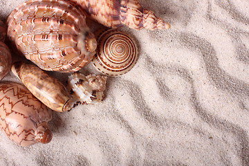 Image showing Seashells on the sand