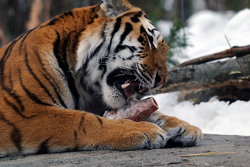 Image showing Tiger