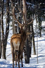 Image showing Elk