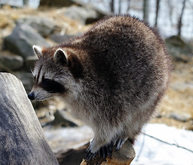 Image showing Raccoon