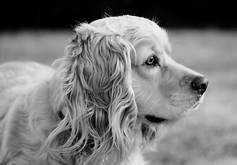 Image showing American cocker