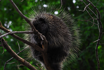 Image showing Porcupine