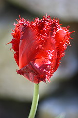 Image showing tulips bloom