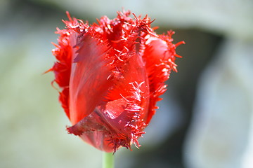 Image showing tulips bloom