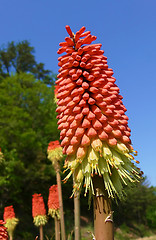 Image showing A beautiful flower  