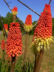 Image showing A beautiful flower  