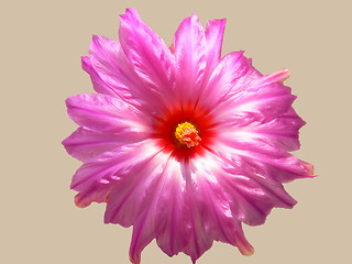 Image showing Blooming cactus  