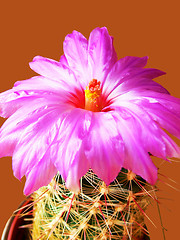 Image showing Blooming cactus 