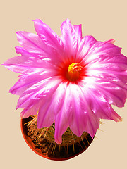 Image showing Blooming cactus  