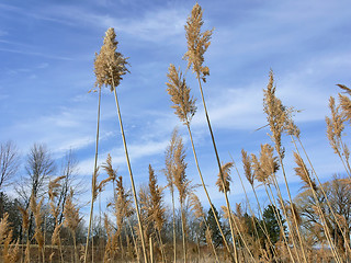 Image showing High grass  